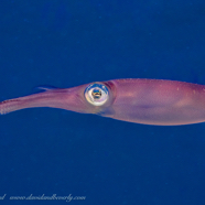 20230614- D4D2 BVI -29.jpg
