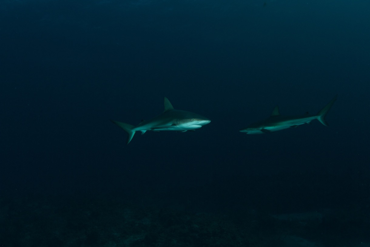 2015-07-21 Bahamas 2015 429.jpg
