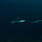 2015-07-21 Bahamas 2015 429.jpg