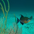 2015-07-21 Bahamas 2015 524.jpg