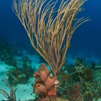 2015-07-22 Bahamas 2015 769.jpg