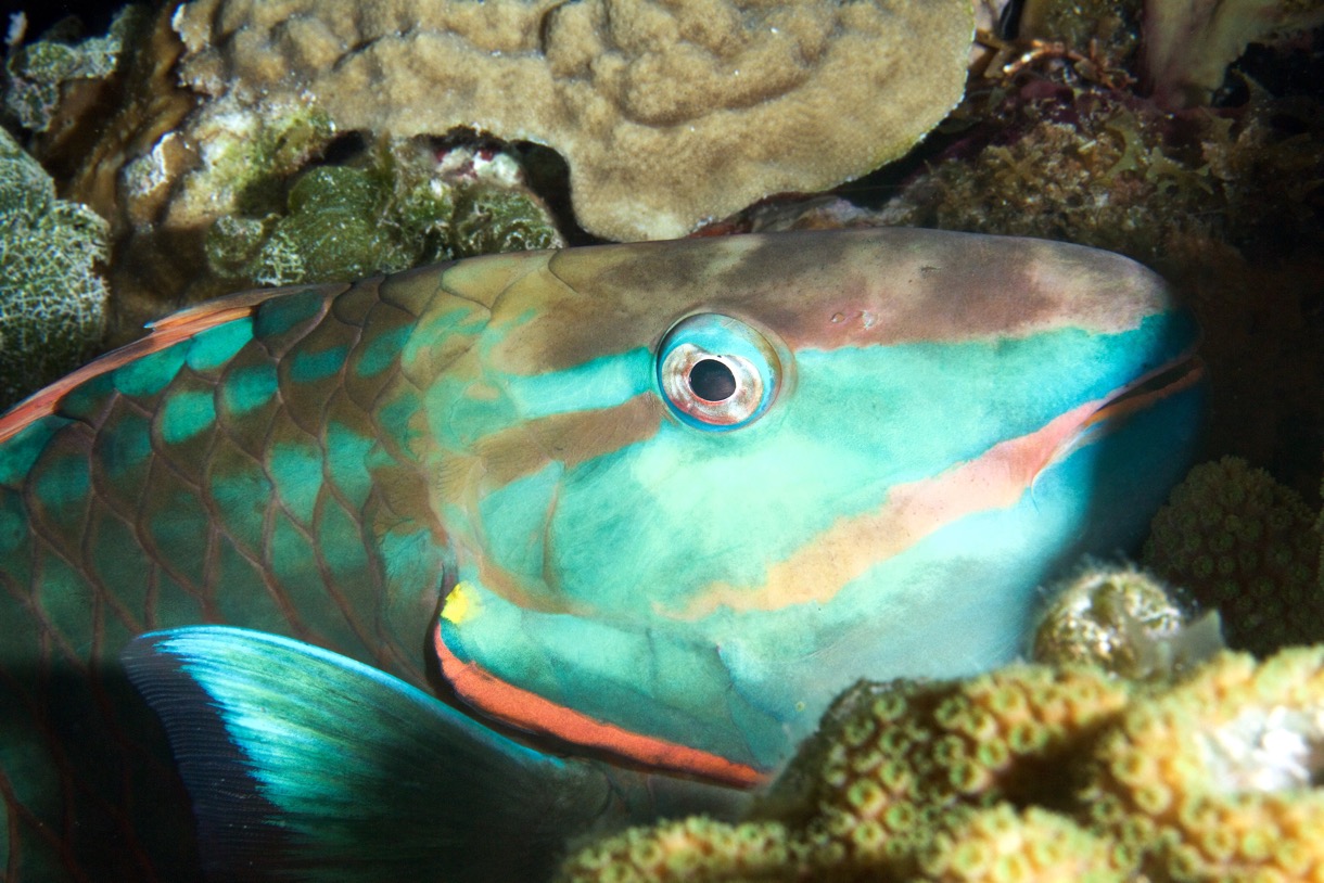 2015-07-22 Bahamas 2015 977.jpg
