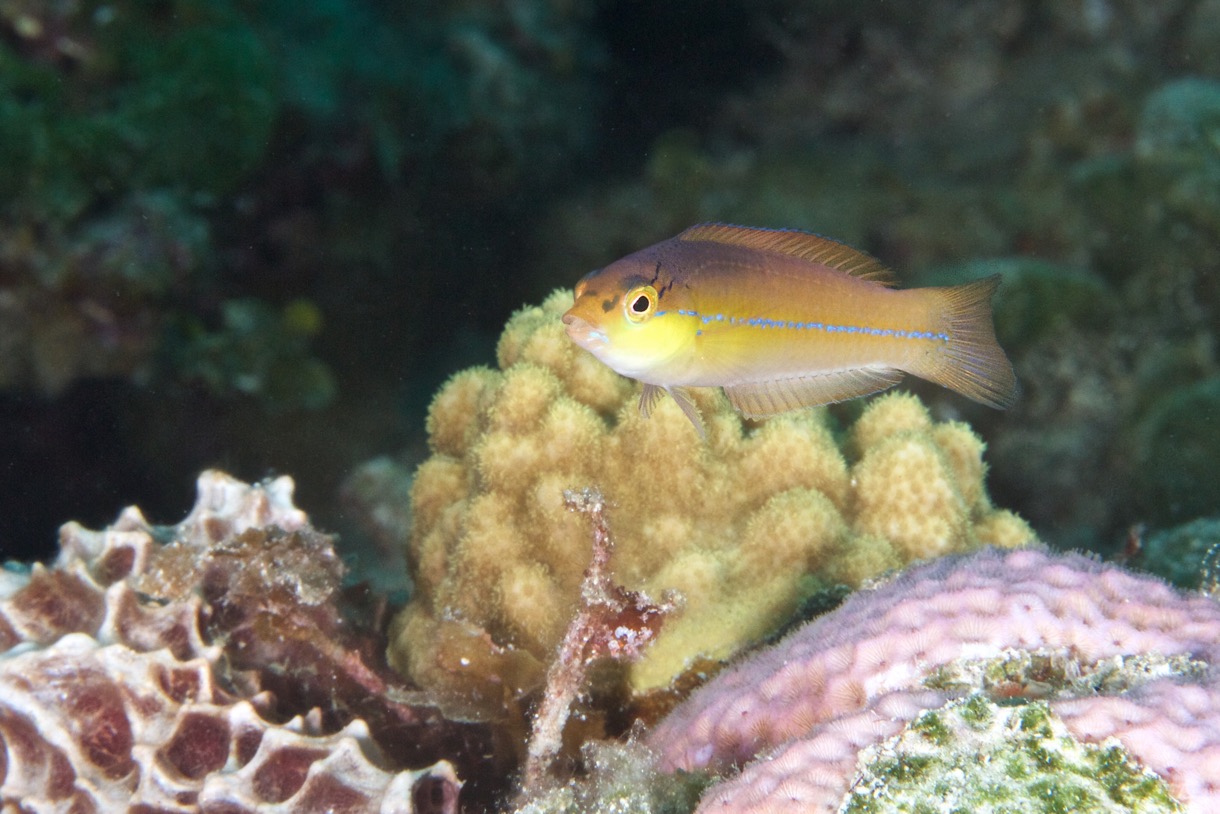 2015-07-23 Bahamas 2015 1007.jpg