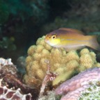 2015-07-23 Bahamas 2015 1007.jpg