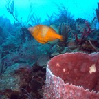 beld22006_49.jpg