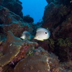 Belize 2010 D1D3 9.jpg