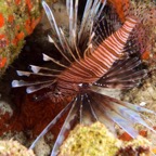 Belize 2010 D1D4 6.jpg
