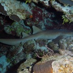 Belize 2010 D1D4 7.jpg