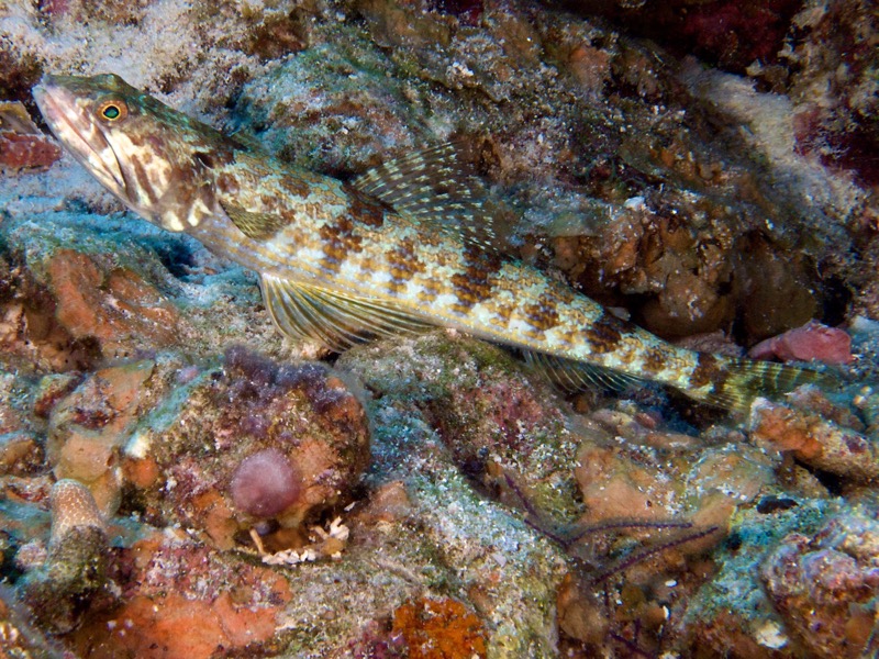 Belize 2010 D2D1 5.jpg