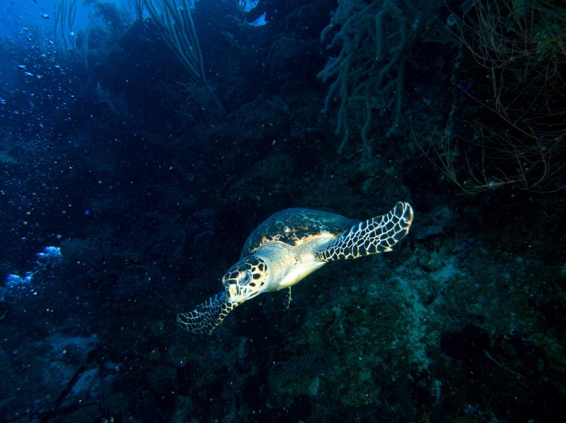 Belize 2010 D4D1 1.jpg