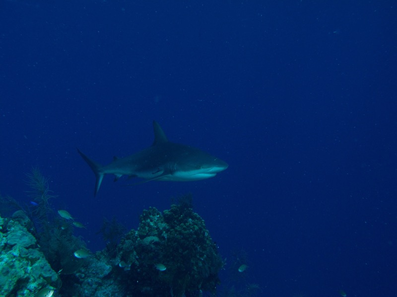 Belize 2010 D4D1 14.jpg