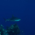 Belize 2010 D4D1 14.jpg