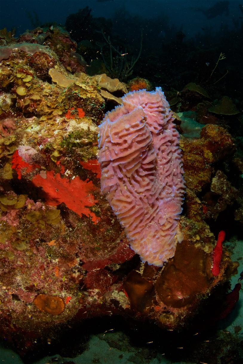 2017-08-27 Belize d1d3 81.jpg