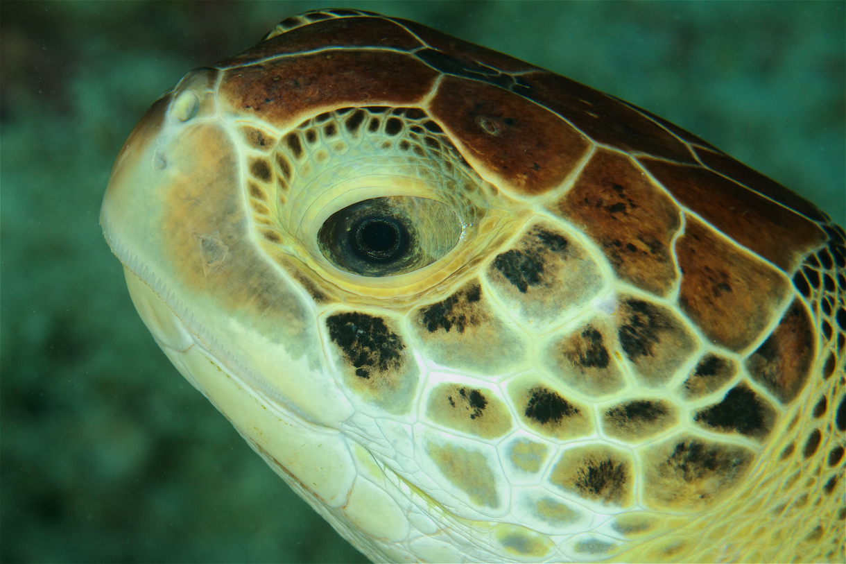 2017-08-28 Belize d2d5 432.jpg