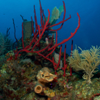 2017-08-29 Belize d3d3 499.jpg