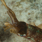 2017-08-30 Belize d4d5 661.jpg