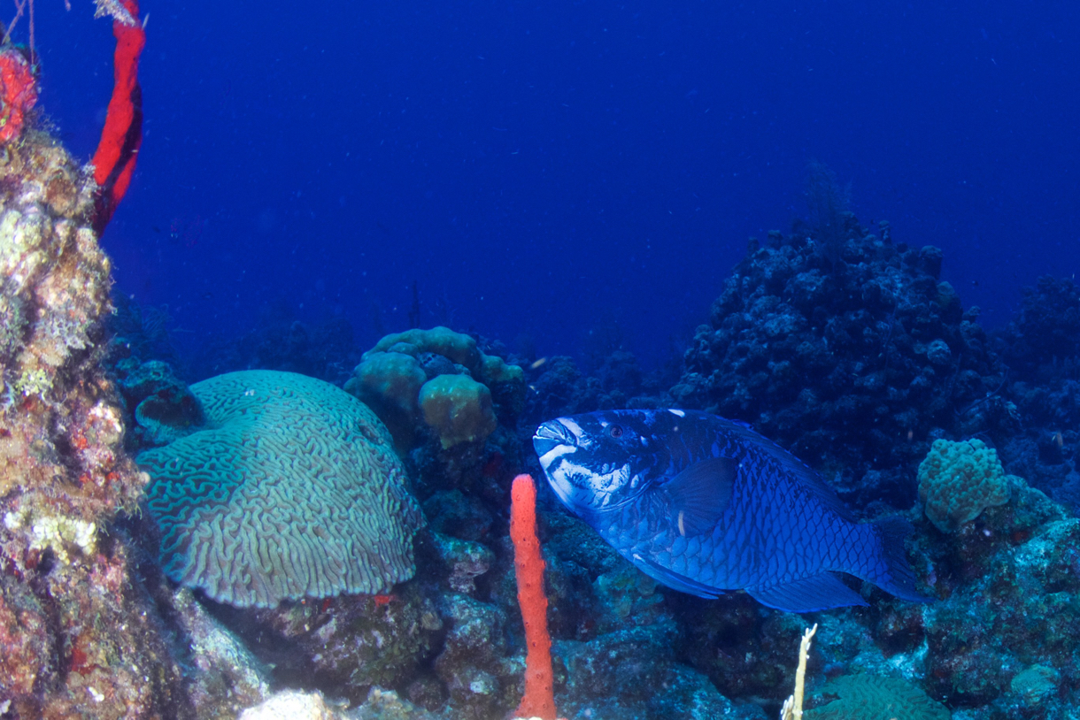2017-09-01 Belize d6d2 724.jpg