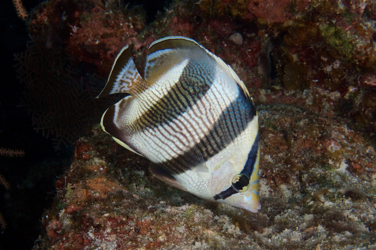 2017-09-02 Belize d7d4 1082.jpg