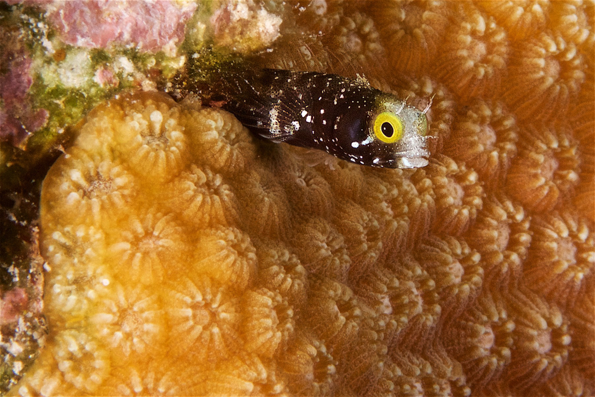 2017-09-03 Belize d8d3 1203.jpg