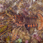 20190721- BelizeJulyd1d5-17.jpg