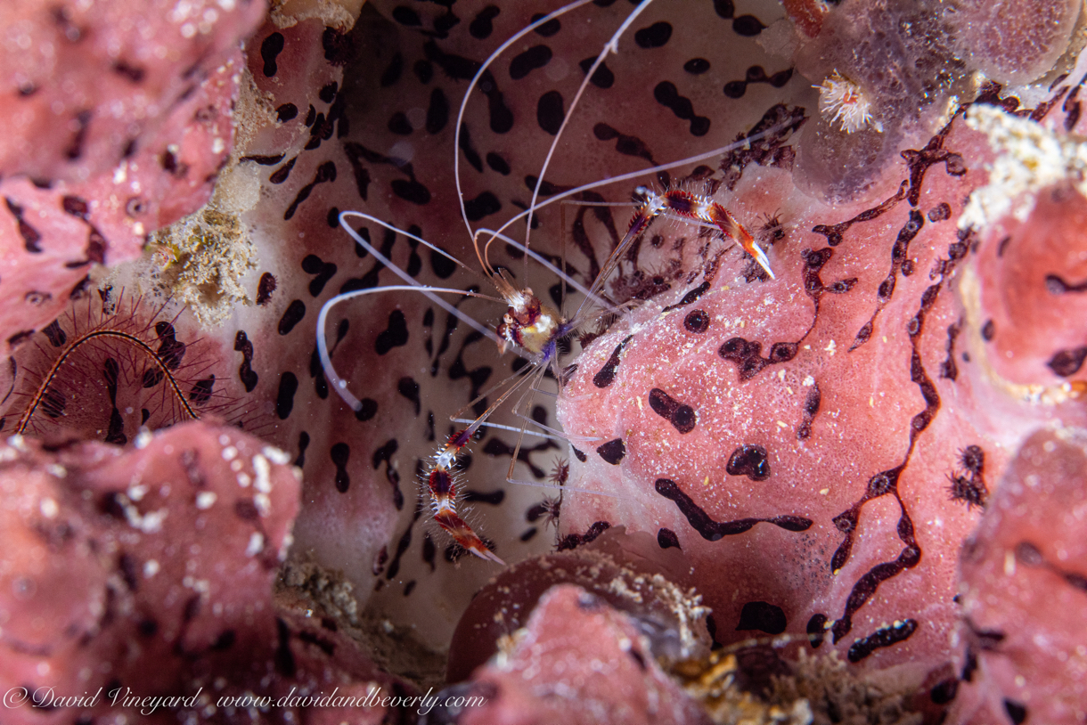 20190722- BelizeJulyd2d3-13.jpg