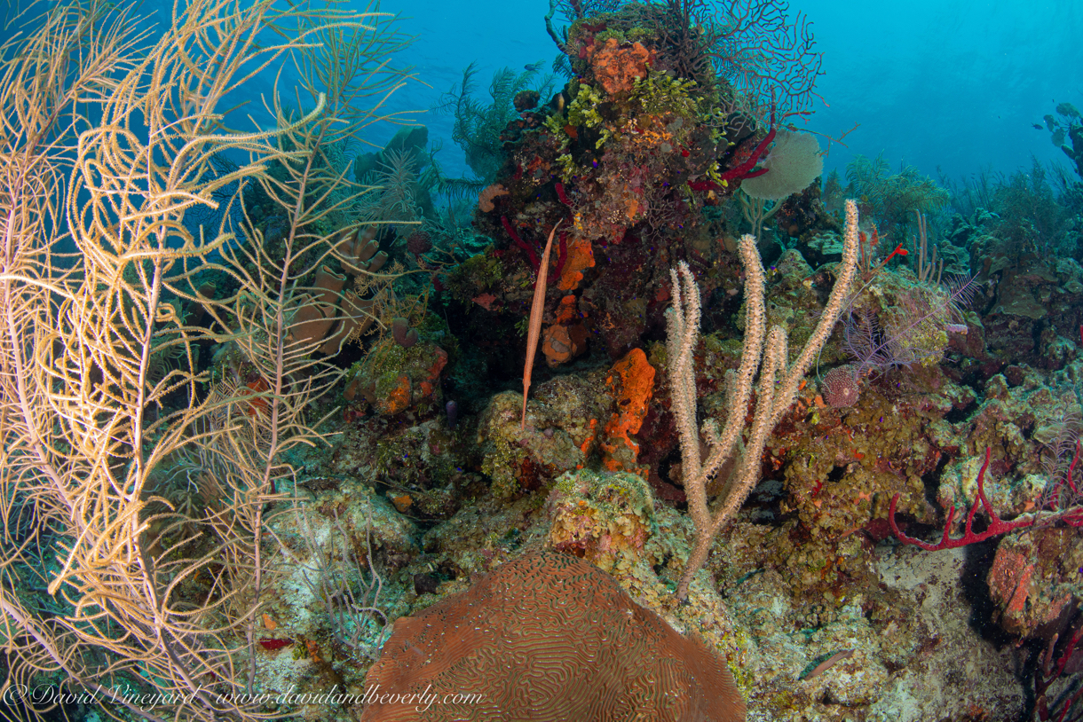 20190723- BelizeJulyd3d2-11.jpg