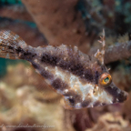 20190609- Belized1d2-20.jpg