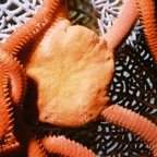 CayLobos03007.jpg