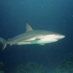 CayLobos03028.jpg