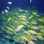 CayLobos03039.jpg