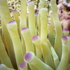 CayLobos03042.jpg