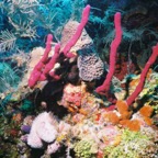 CayLobos03043.jpg