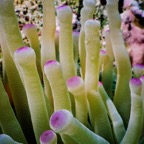 CayLobos03044.jpg