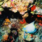 CayLobos03047.jpg