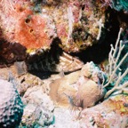 CayLobos03048.jpg