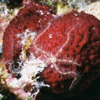 CayLobos03056.jpg