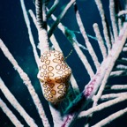 CayLobos03060.jpg