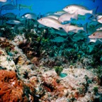 CayLobos03070.jpg