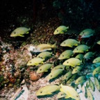 CayLobos03071.jpg