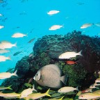 CayLobos03073.jpg