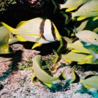 CayLobos03074.jpg