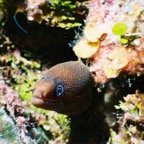 CayLobos03075.jpg