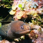 CayLobos03076.jpg