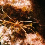 CayLobos03077.jpg