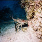 CayLobos03079.jpg