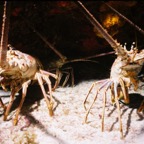 CayLobos03082.jpg