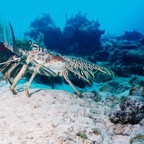 CayLobos03083.jpg
