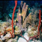 CayLobos03091.jpg