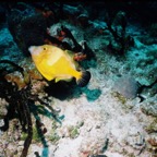 CayLobos03095.jpg