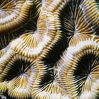 CayLobos03097.jpg